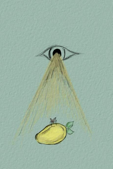 To Be A Fly On Your Mango